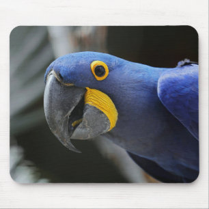 Blue And Yellow Hyacinth Macaw Parrot Mouse Mat