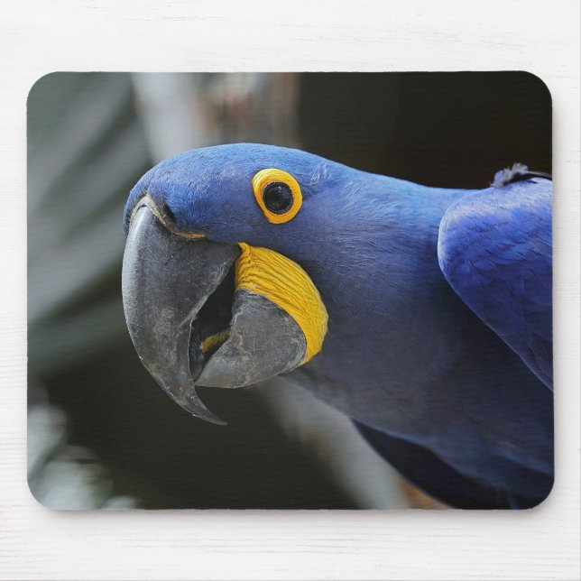 Blue And Yellow Hyacinth Macaw Parrot Mouse Mat (Front)