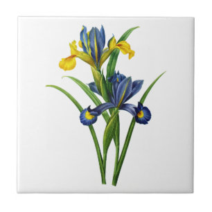 Blue and Yellow Iris By Redoute Tile