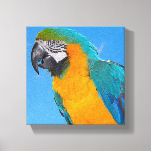 Blue and yellow macaw canvas print