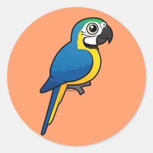 Blue-and-yellow Macaw Classic Round Sticker