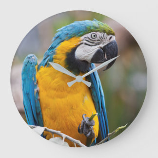 Blue and Yellow Macaw Clock