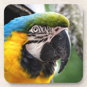 Blue and yellow macaw coaster