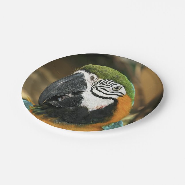 Blue and Yellow Macaw from Amazon Paper Plate (Angled)