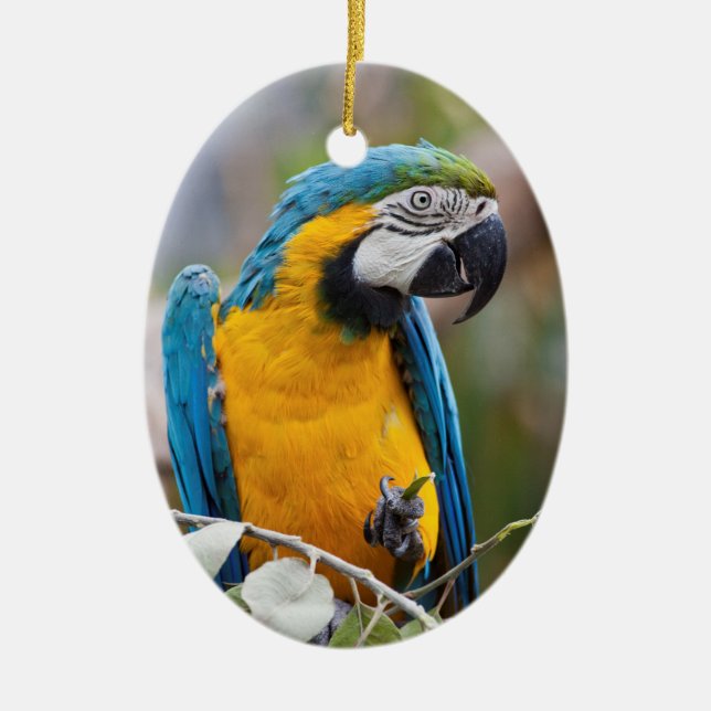 Blue and Yellow Macaw Ornament (Front)