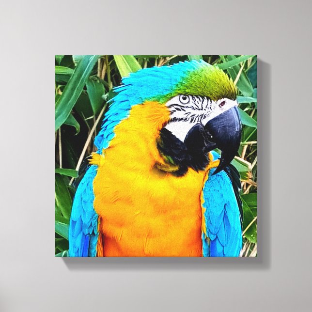 Blue and Yellow Macaw Parrot Canvas Print (Front)