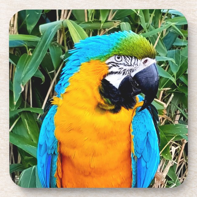 Blue and Yellow Macaw Parrot Coaster (Front)