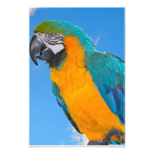 Blue and yellow macaw photo print
