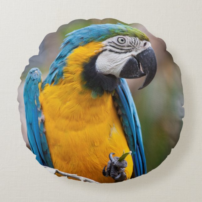Blue and Yellow Macaw Pillow (Front)