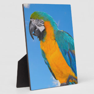 Blue and yellow macaw  plaque