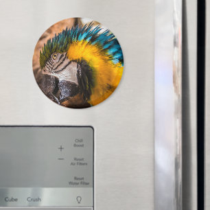 Blue and yellow macaw portrait magnet
