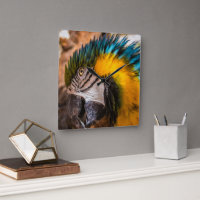 Blue and yellow macaw portrait