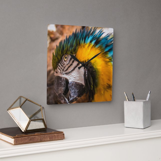 Blue and yellow macaw portrait square wall clock (Office)