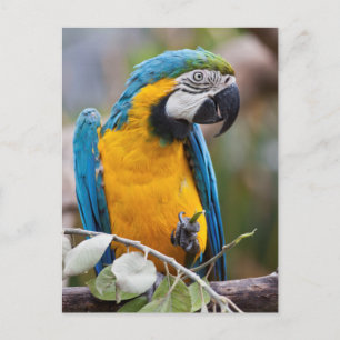 Blue and Yellow Macaw Postcard