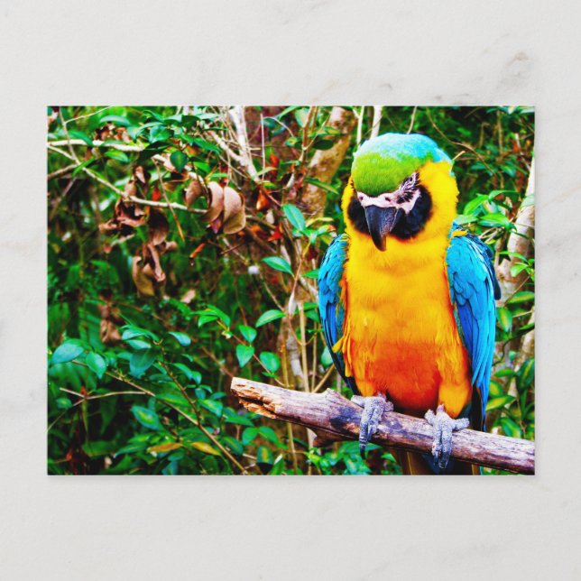 Blue-and-Yellow Macaw Postcard (Front)