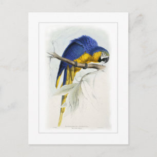Blue and yellow macaw postcard