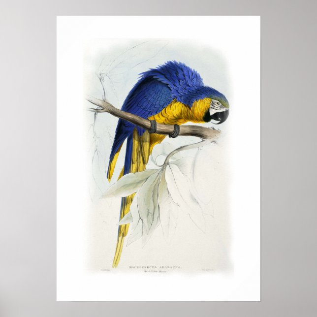 Blue and yellow macaw poster (Front)