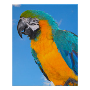 Blue and yellow macaw poster