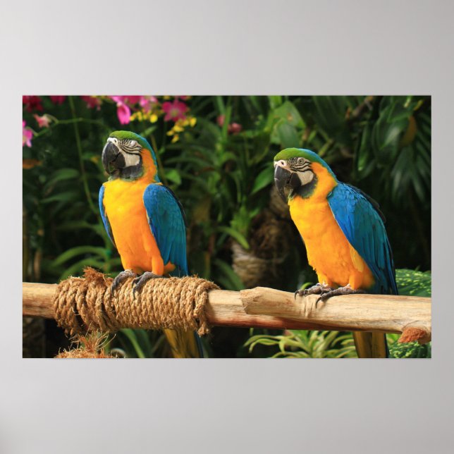 Blue and Yellow Macaw Print (Front)