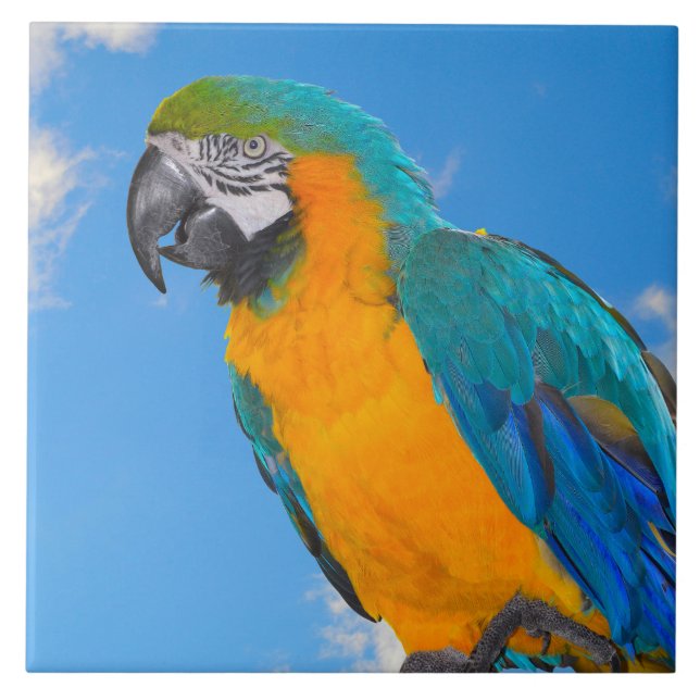 Blue and yellow macaw  tile (Front)