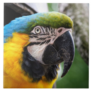 Blue and yellow macaw tile