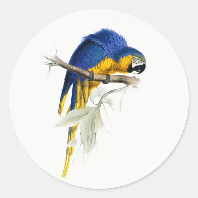 "Blue and Yellow Macaw Vintage Classic Round Sticker (Front)