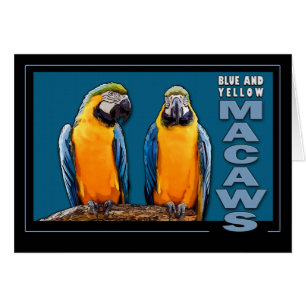 Blue and Yellow Macaws