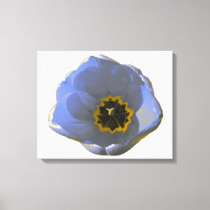 Blue and Yellow Tulip Canvas Print