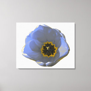 Blue and Yellow Tulip Canvas Print
