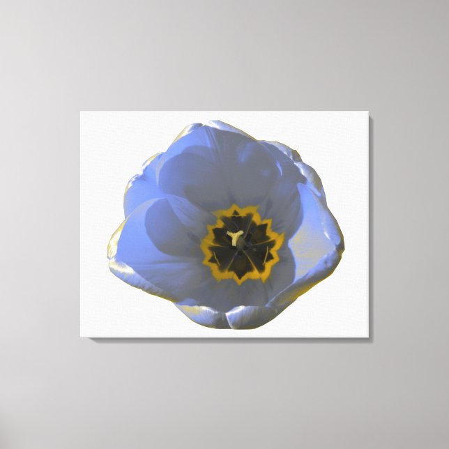 Blue and Yellow Tulip Canvas Print (Front)