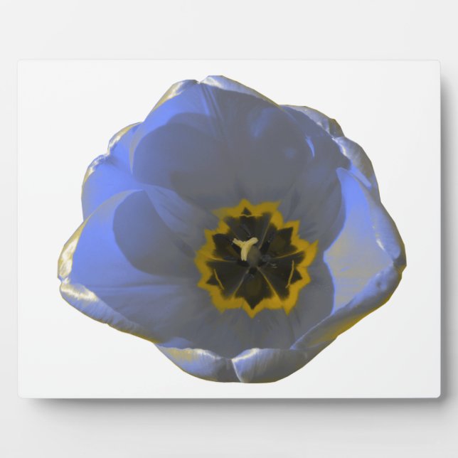 Blue and Yellow Tulip Plaque (Front)