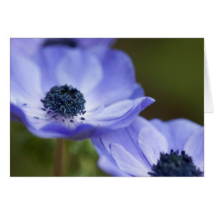 Blue Anemone