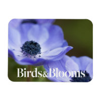 Blue Anemone