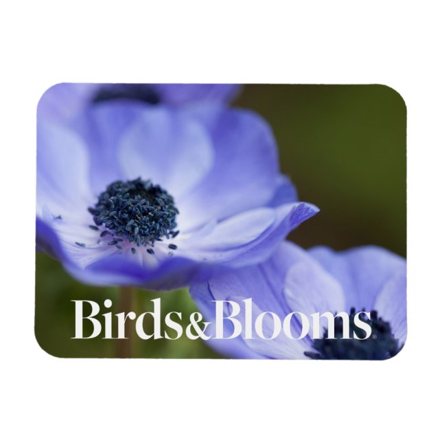 Blue Anemone Magnet (Horizontal)