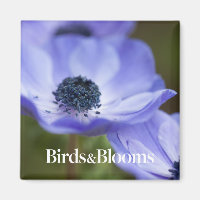 Blue Anemone