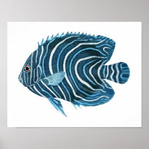 Blue Angel Fish Coastal Wall Art Decor Poster