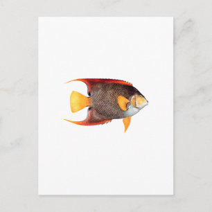 Blue Angelfish (saltwater) Postcard