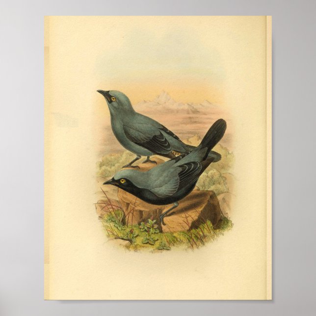 Blue Arfak Cuckoo Shrike Bird Vintage Print (Front)