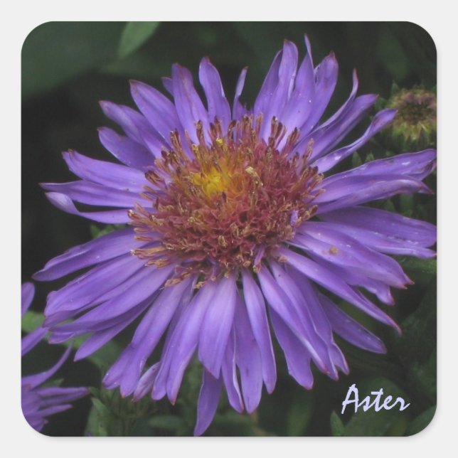 Blue Aster Sticker (Front)