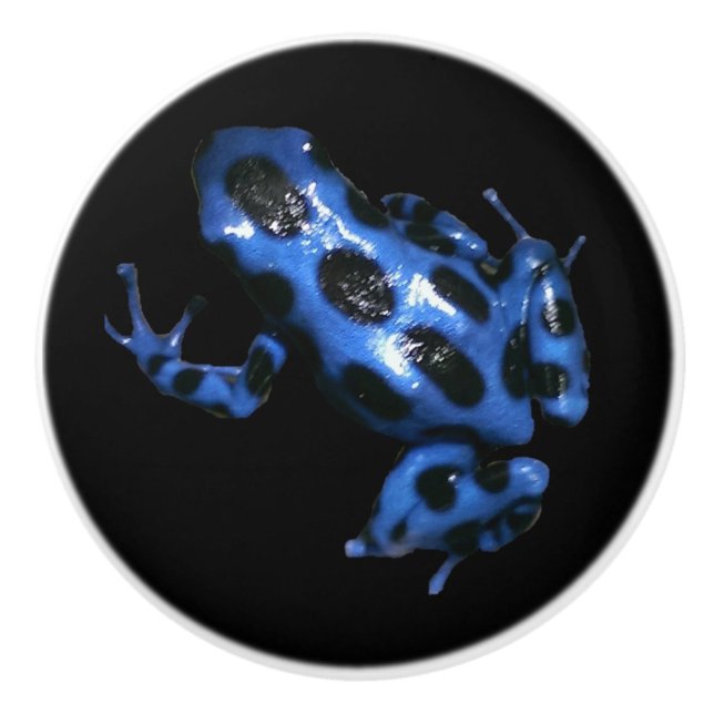 Blue Auratus dart frog drawer pull, frog knob (Front)