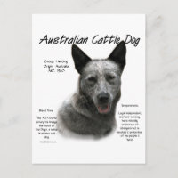 Blue Australian Cattle Dog History; Blue ACD