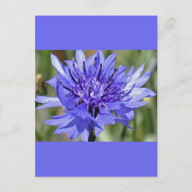 Blue Bachelor Button Flower Postcard (Front)
