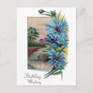 Blue Bachelor's Buttons Birthday Postcard