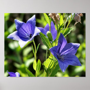 Blue Balloon Flowers In Sunlight Poster