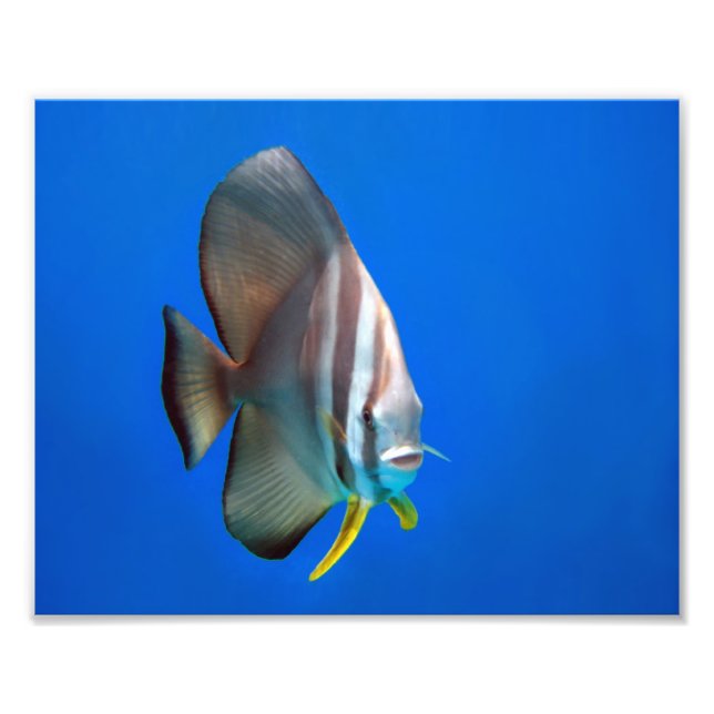Blue Bat Fish Photo Print (Front)