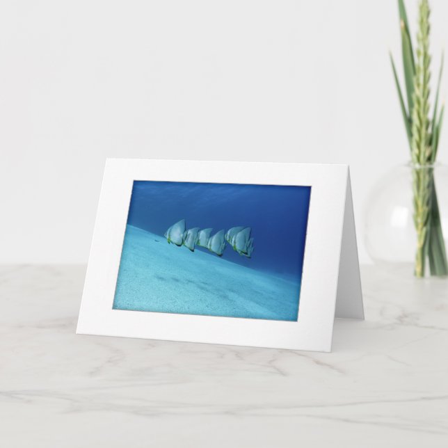 Blue Batfish Greeting Card (Front)