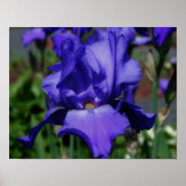 Blue Bearded Iris Flower Orton Art Poster (Front)