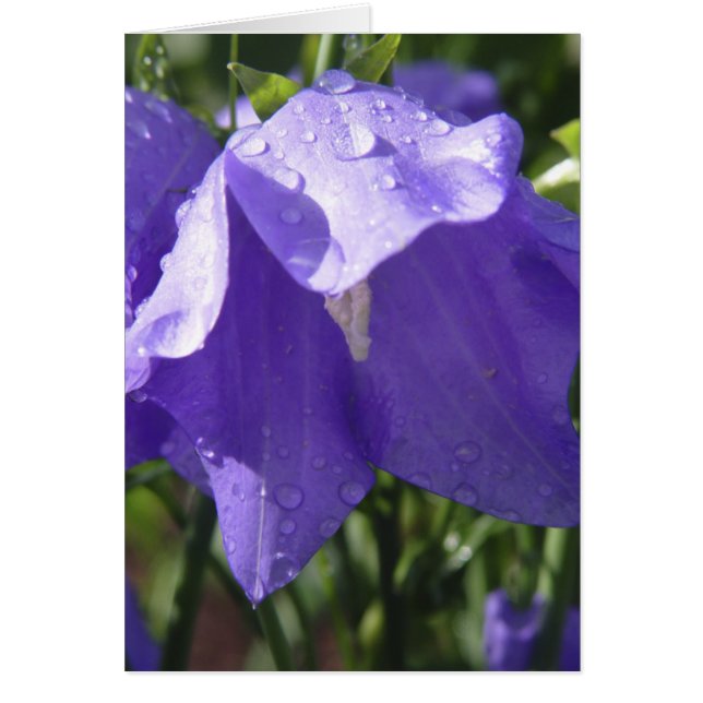 Blue Bell Card (Front)