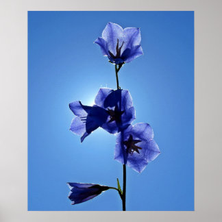 Blue Bellflower Poster