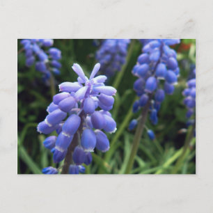 Blue Bells Postcard